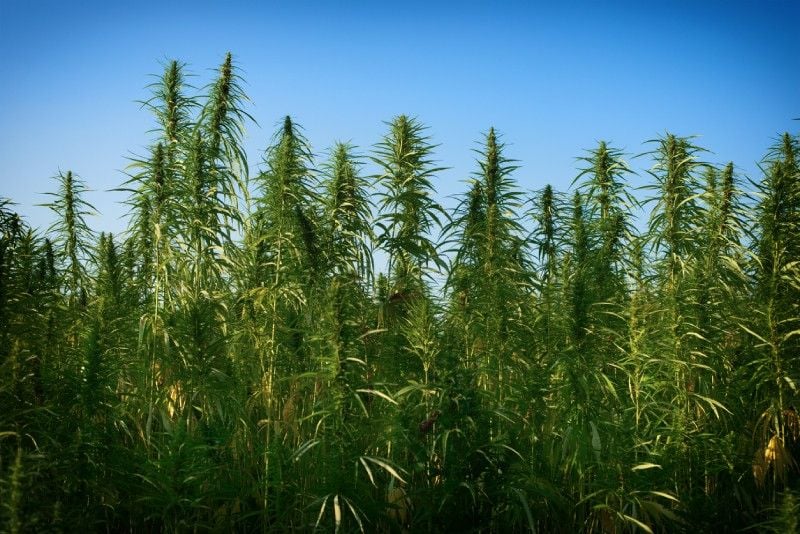 Cannabis Smell and Community Part 1: Oxidation Cannabis Smell and Community Part 1: Oxidation